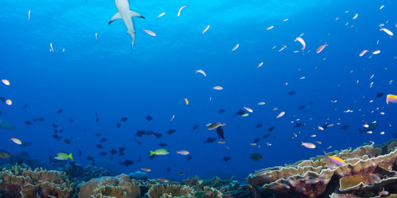 Exposure to Microplastics by Marine Animals 