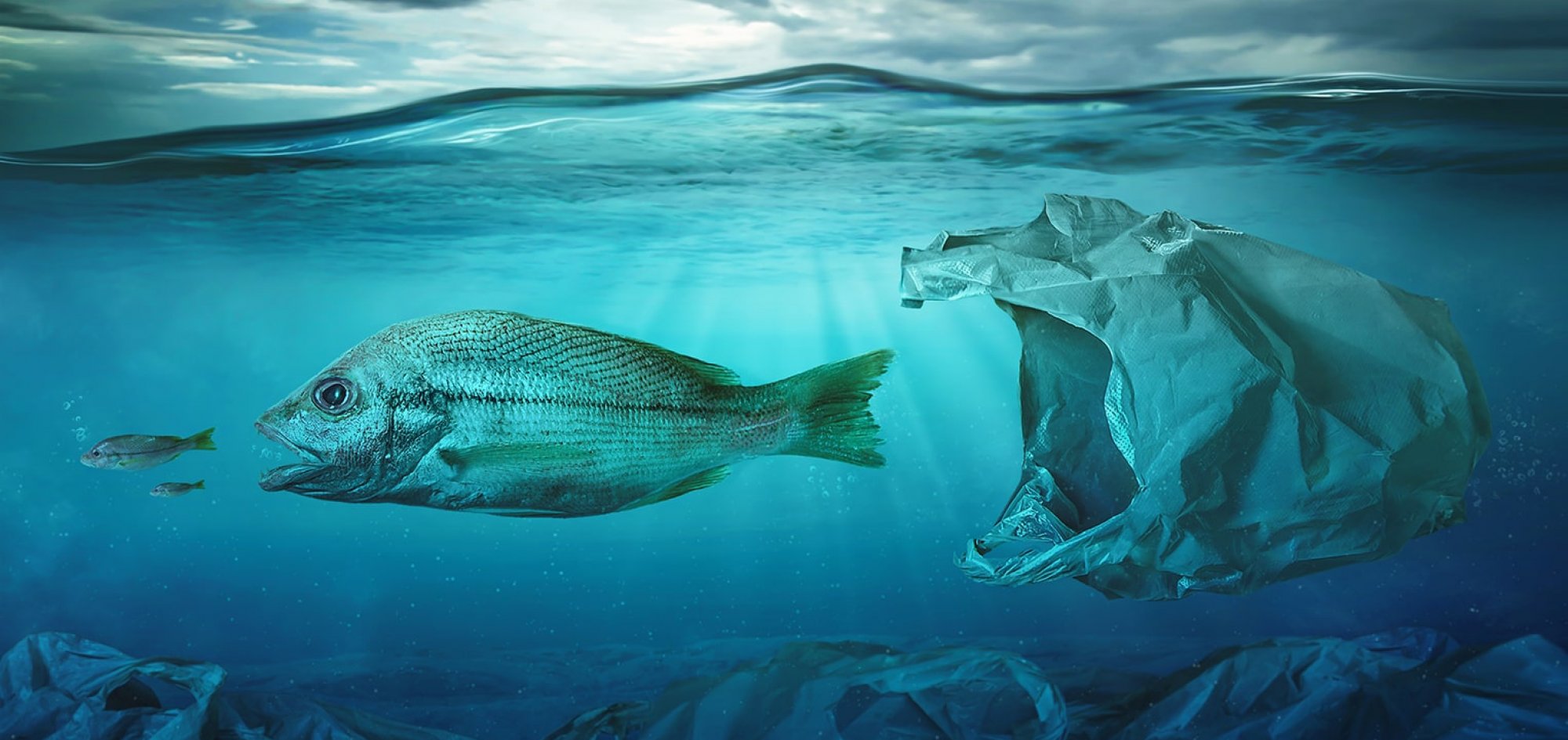 CSMA Certificate - Certified Safe Marine Area